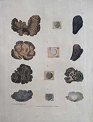 Tripe de roche b